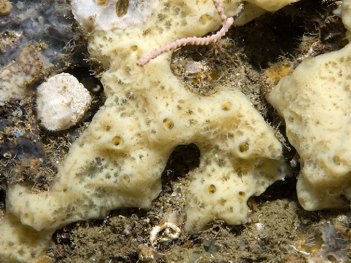 Haliclona mucosa